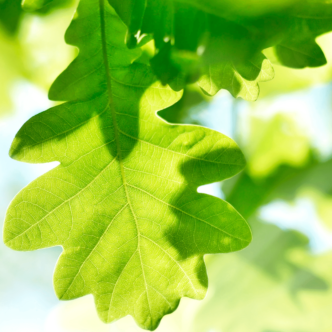 A square image of a light green oak leaf with sunlight and dappled shadow