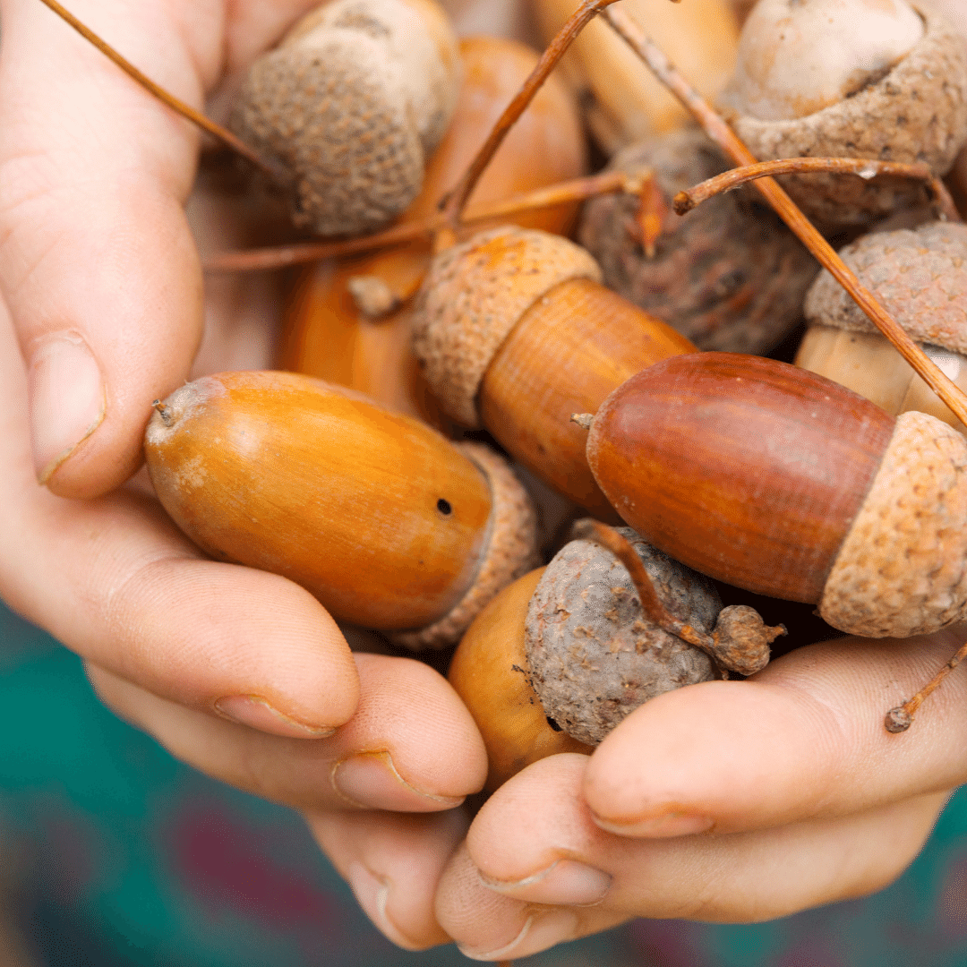 A collection of brown acorns are being held by a person with two hands cupped together