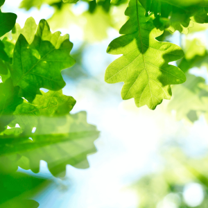 The image shows bright green oak leaves with dappled sunlight showing through