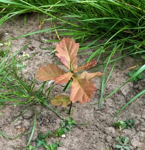 Image shows a small oak tree growing out of the earth surrounded by long green grass